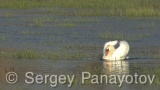 Video of Mute Swan - Mute Swan in the nest period in Shabla lake